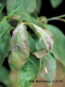 mildew powdery dogwood glossary